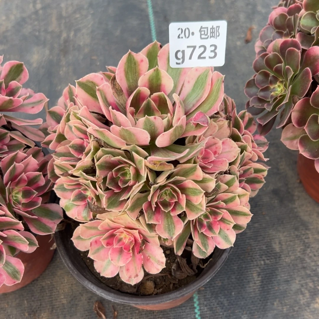 723女巫，多肉法师