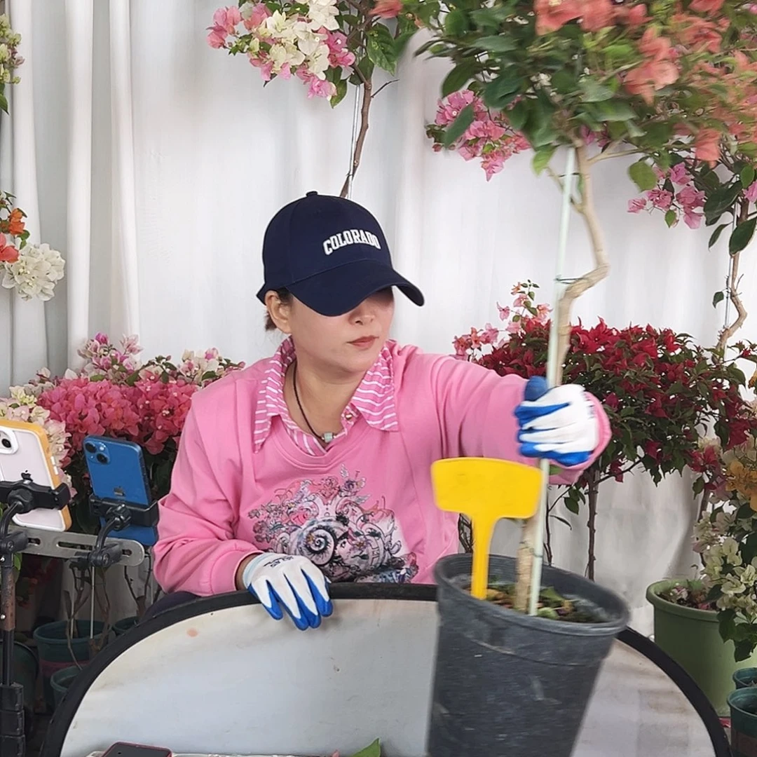 高***茶大部分花苞少量开放J38贝拉酒红