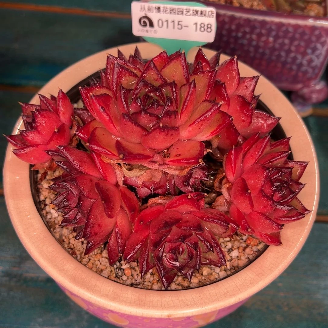 从前慢多肉精选编号0115.188