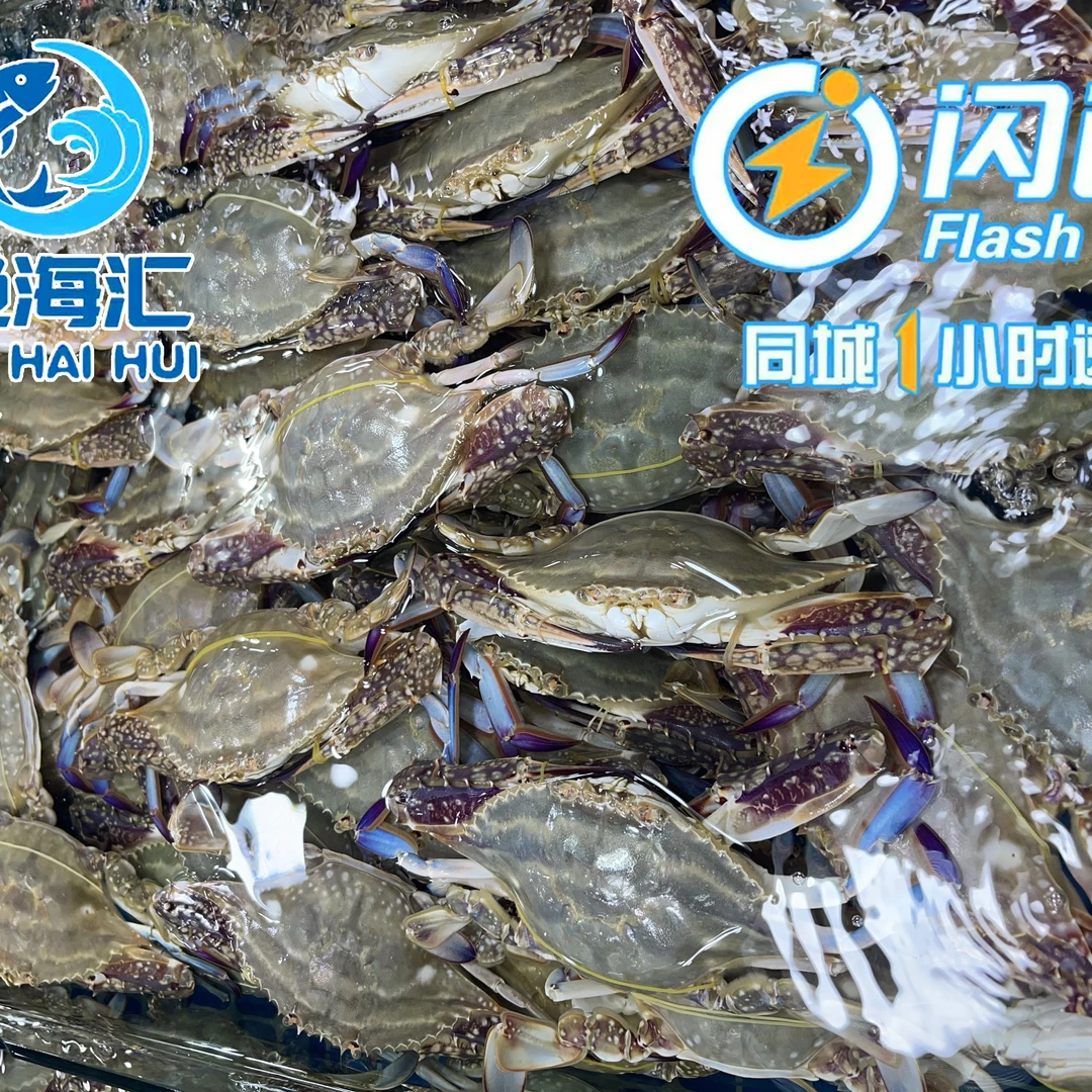 鲜活公梭子蟹3斤装充氧发货保鲜不保活介意勿拍海鲜梭子蟹同城