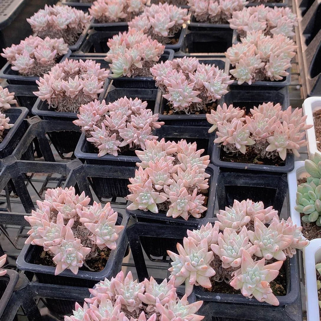 两颗白菊256789999900