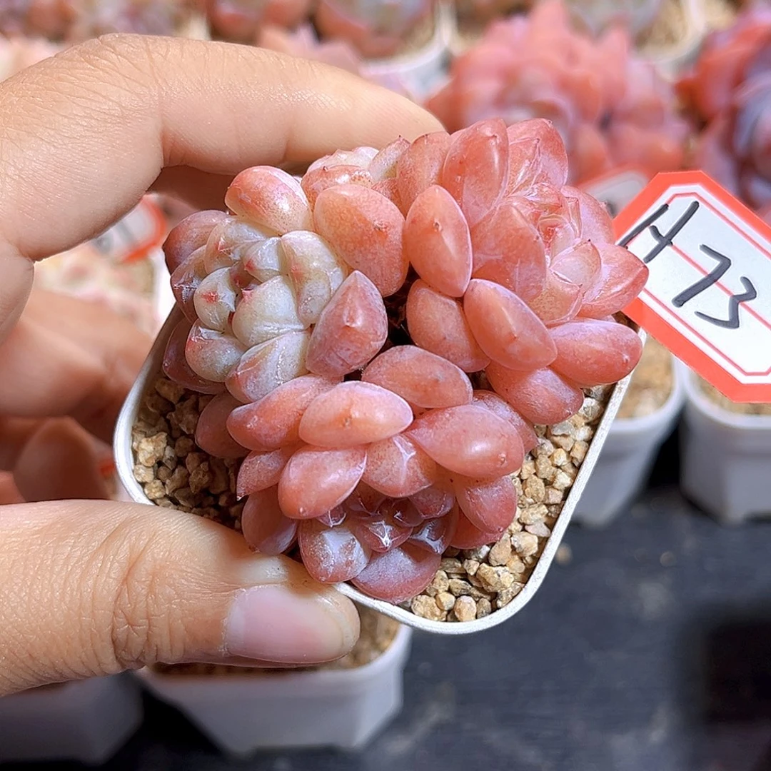 H73  新品珍妮满18包邮