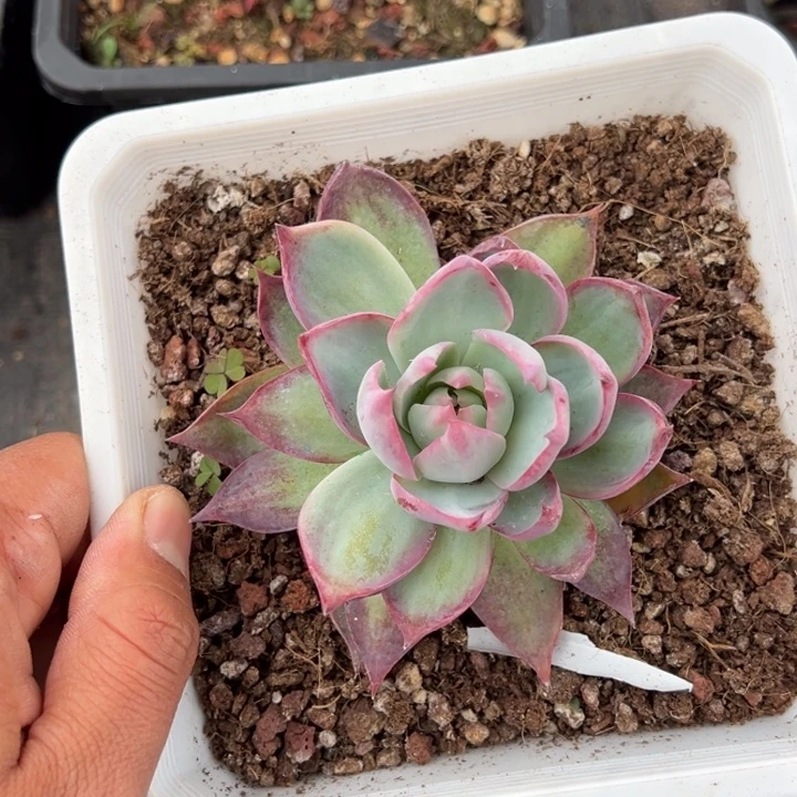 惊鸿10cm一颗量拍多肉满20包邮初7发