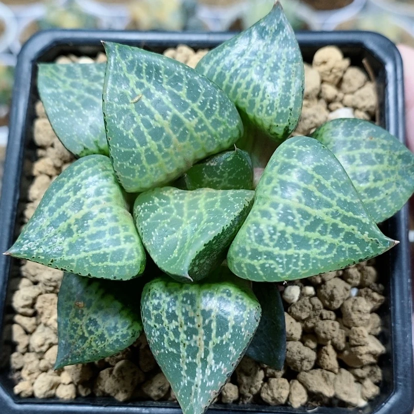 【闪购商品】5白鲸康平
