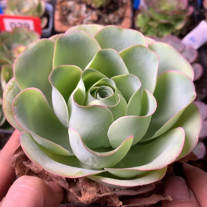 一物一拍星辰福利126