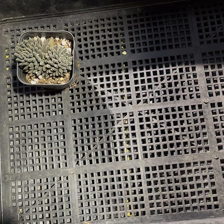 ʕ****96号筐带盆土发货