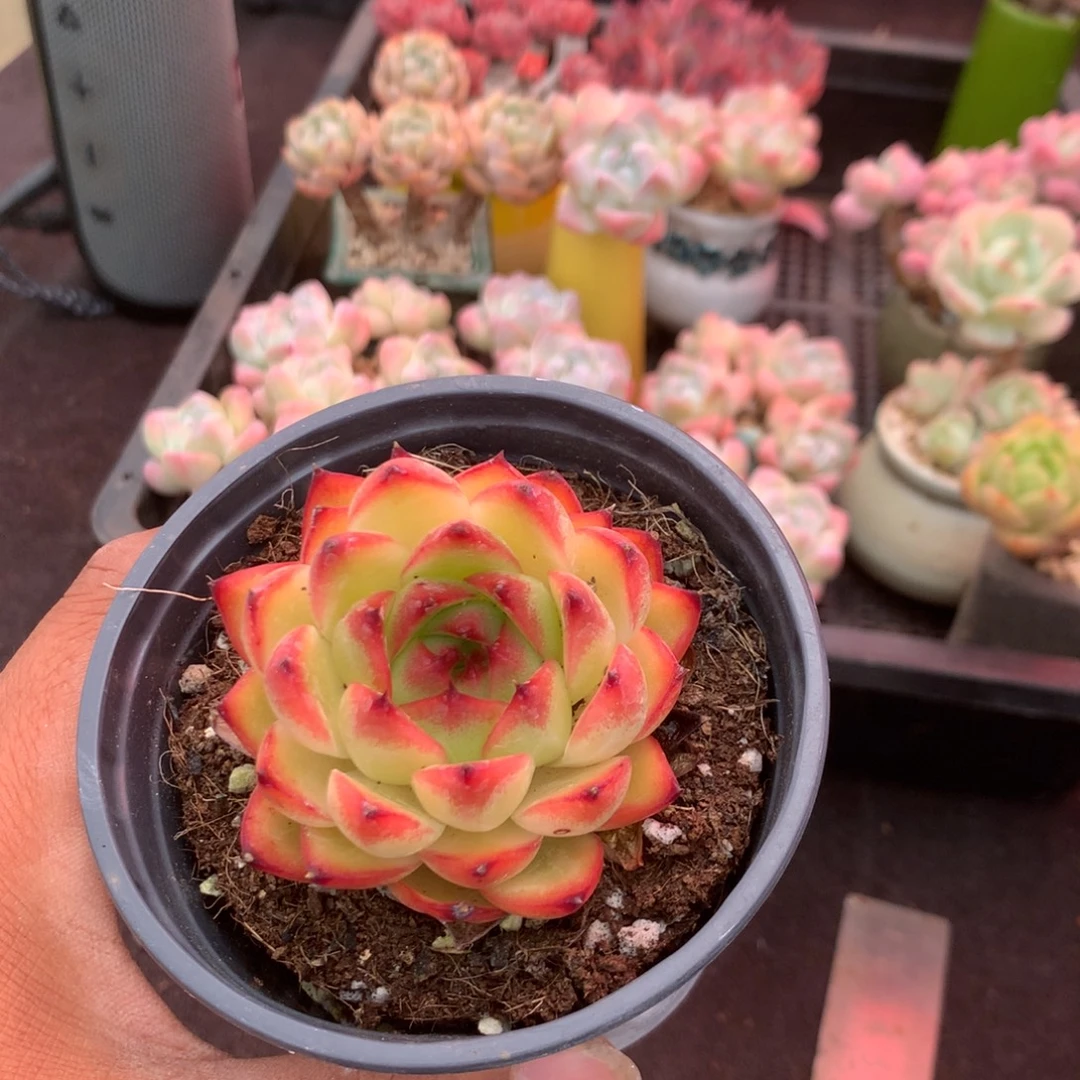 人工关节治疗和各种风湿骨裂