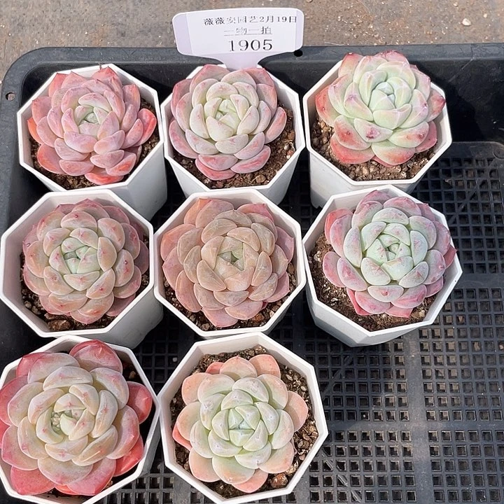 薇薇安园艺多肉1905