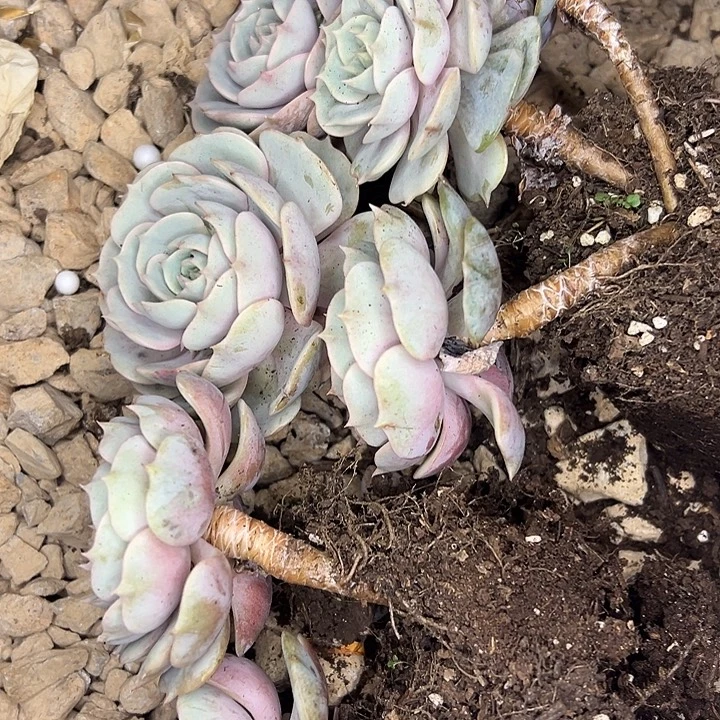 露娜莲双头起4盆。