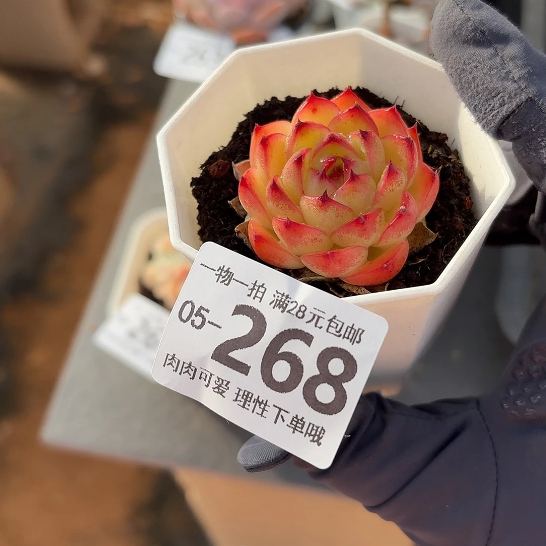 月亮石无盆土发货无