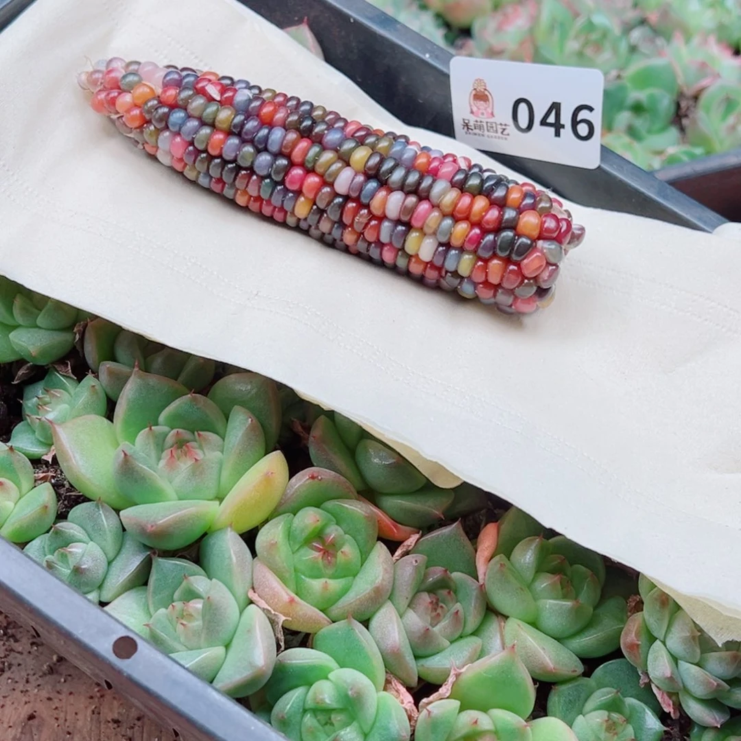 好****多肉植物多肉植物