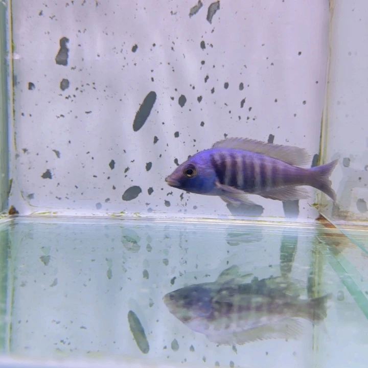 海水1101爆花蓝宝石。