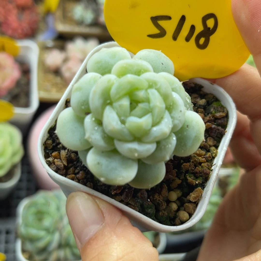 独家白晶体珍妮5118