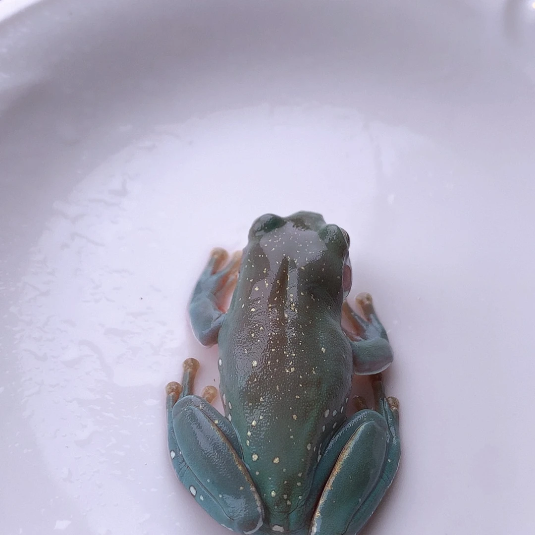 老爷树蛙11号精品宝石蓝金腿满天星