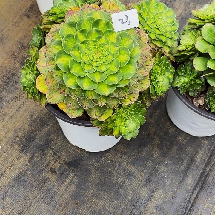 秋**美23多肉植物植物植物植物