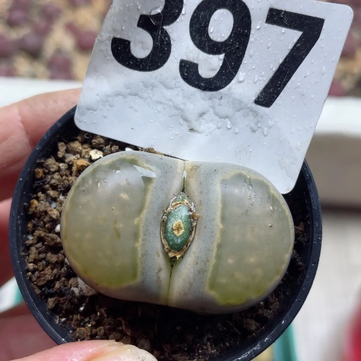 397大母本李夫人