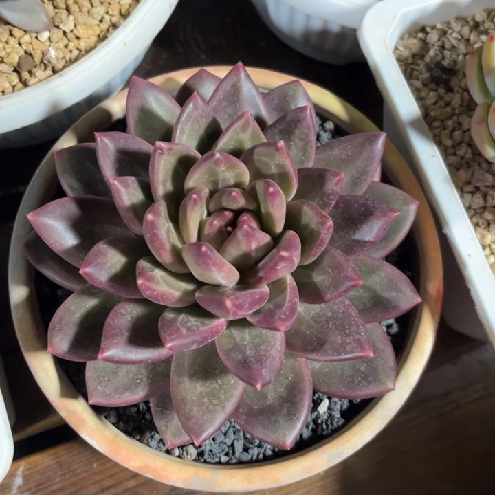 一物一拍，迷雾泡泡。