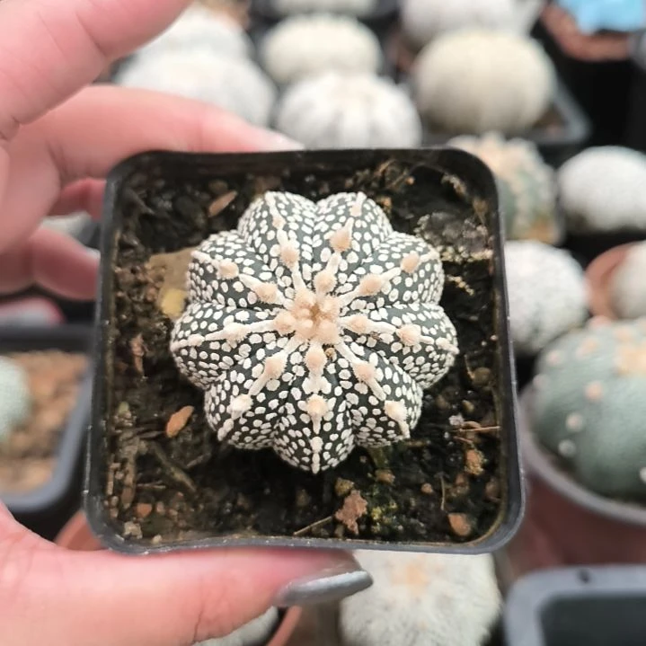 九棱奇迹4.4一物一拍脱土发货