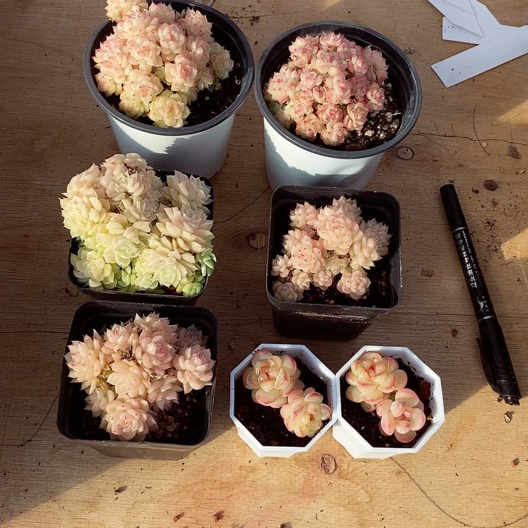 妙*佳7颗麦秆多肉植物