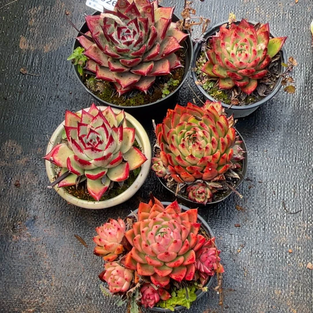 无花朵若如东云组拍B926