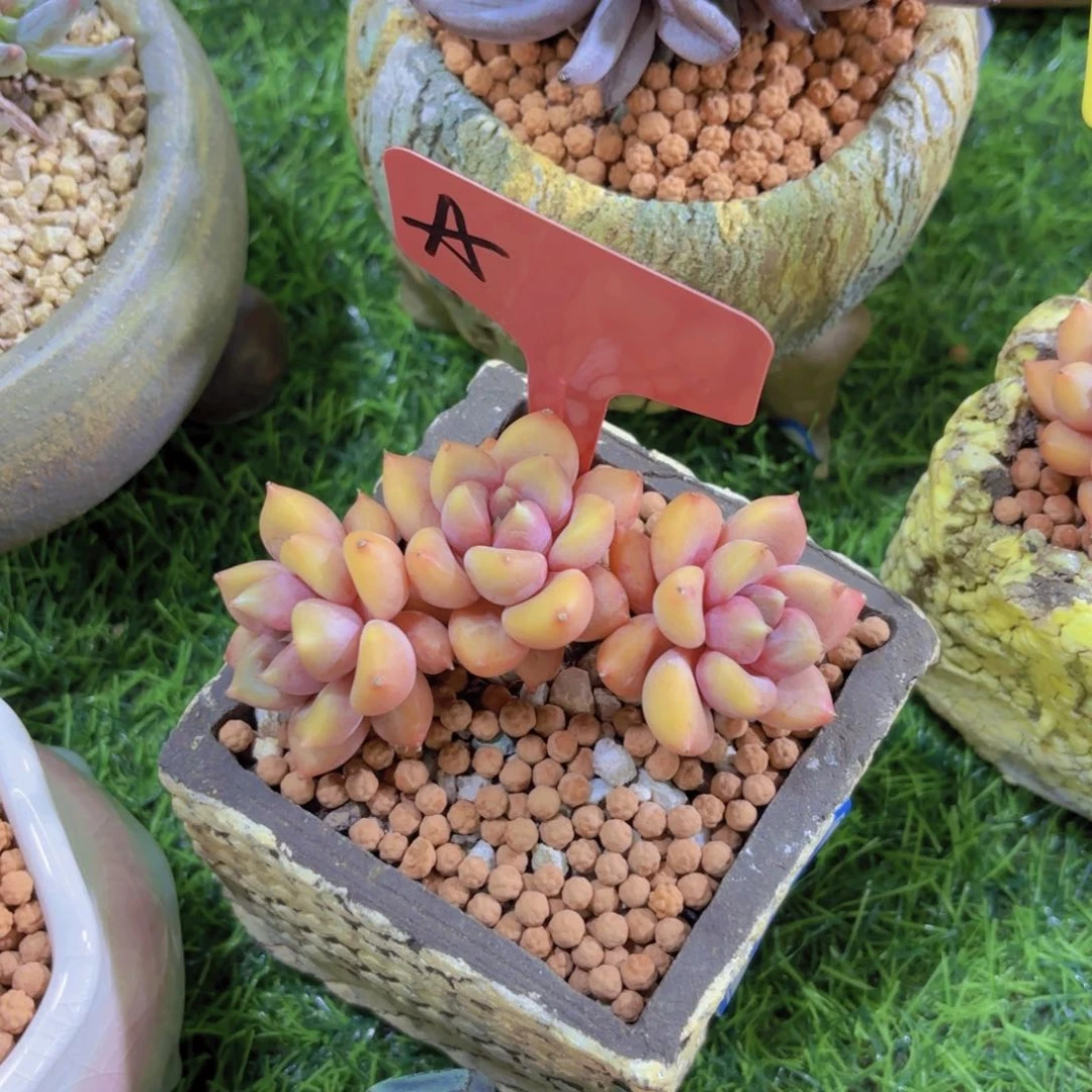 小***✨我的小可爱们都好可爱