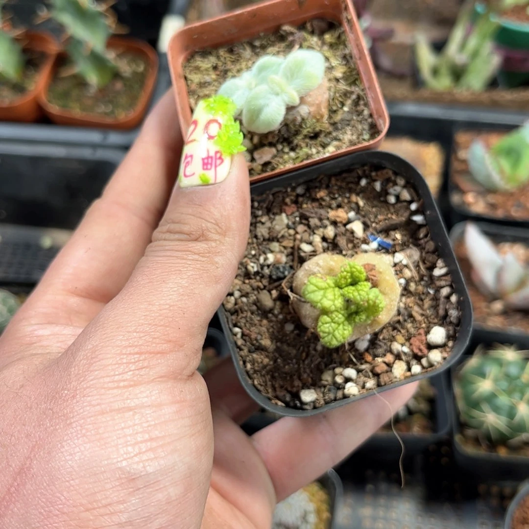 断崖女王加断崖王子组合单头