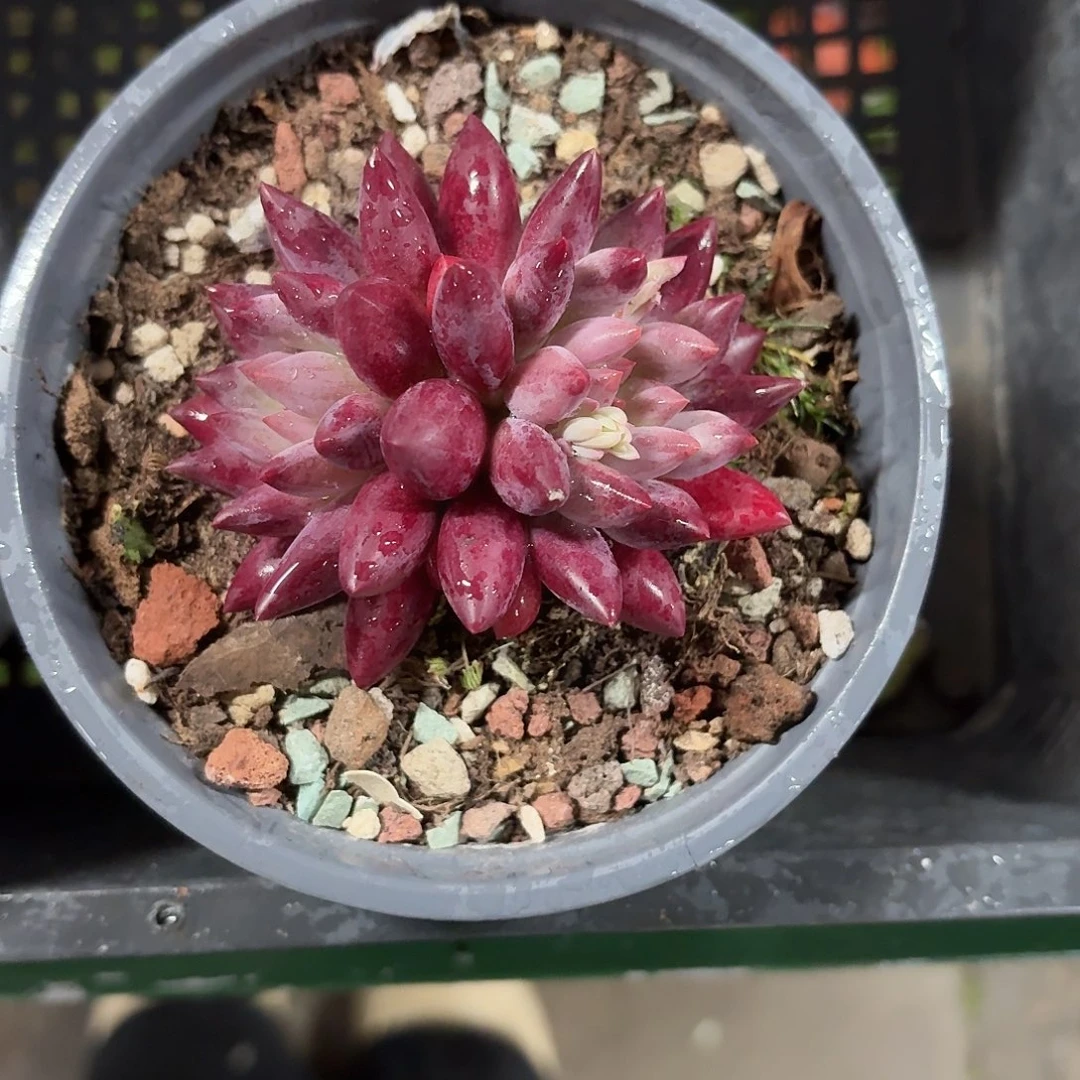 红鱼新品多肉12㎝盆