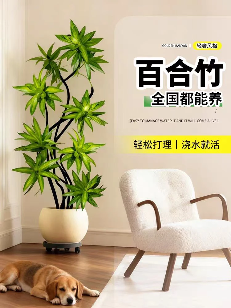 精品高端金心百合竹客厅绿植盆栽老桩大型落地好养真花