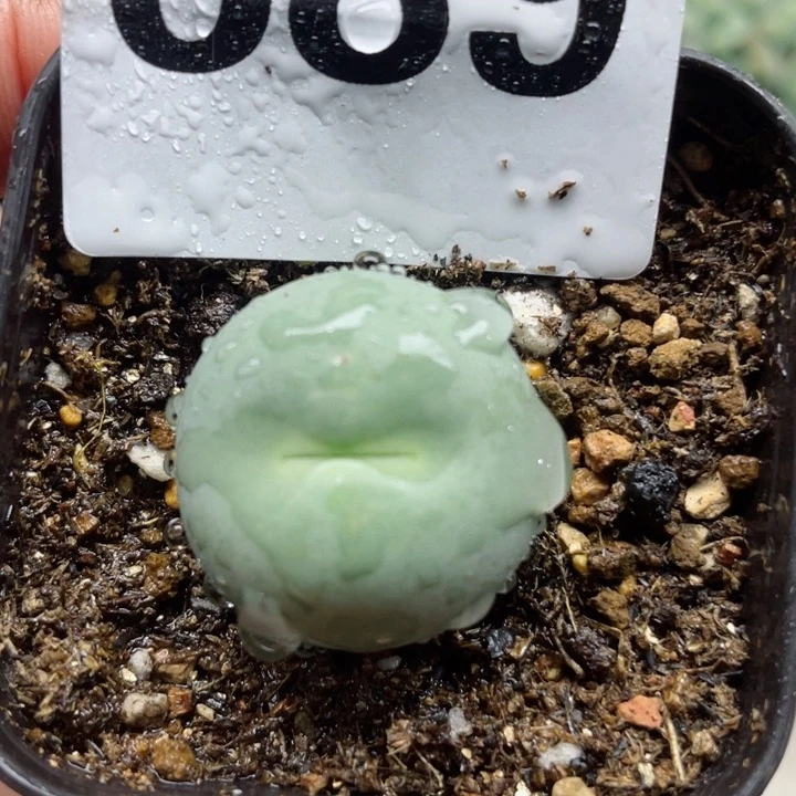 689鸽子蛋2.5cm母本