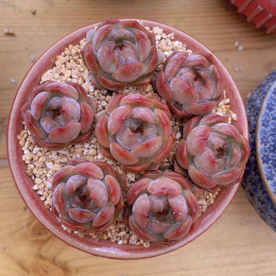 红色恋人单头组合7个