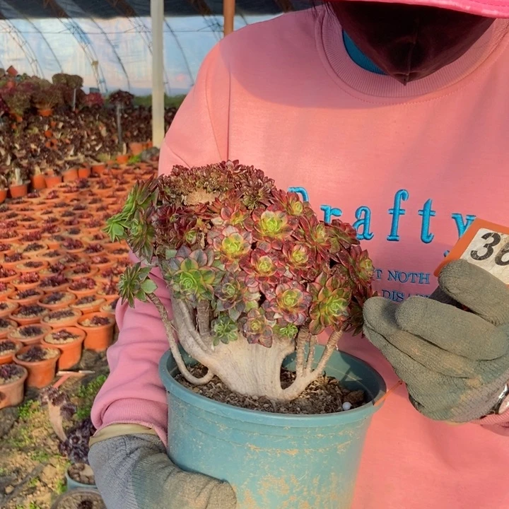 流*雨367万黄金老桩朵朵