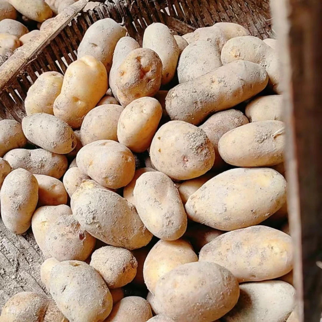 隆回县麻塘山乡农村高山梯田土豆马铃薯土豆贵州黄心土豆洋芋