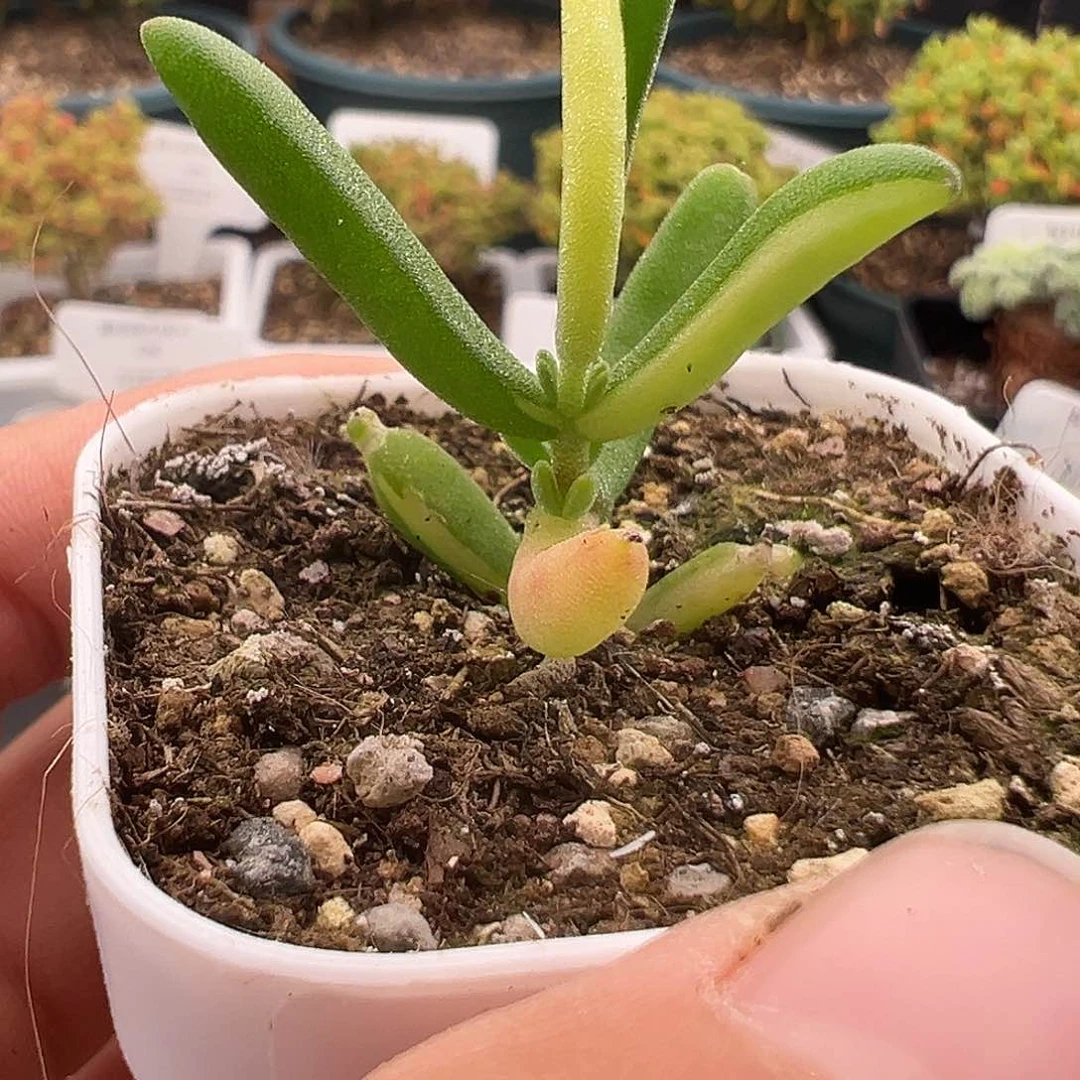 50号香蕉锦1.4多肉