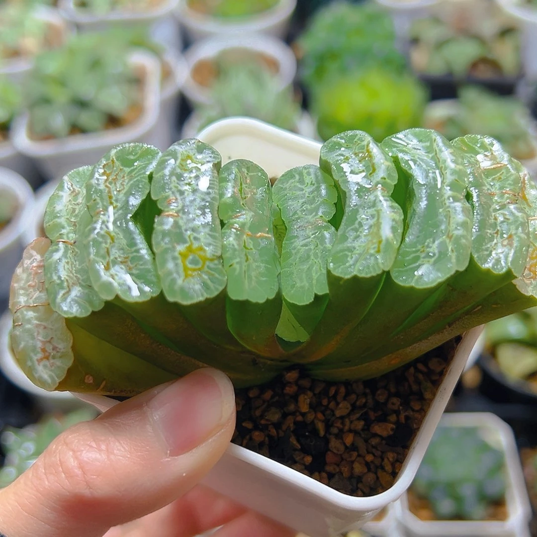 常乐玉扇多肉多肉多肉