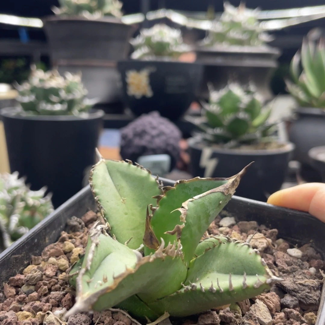 白犀88888888888888