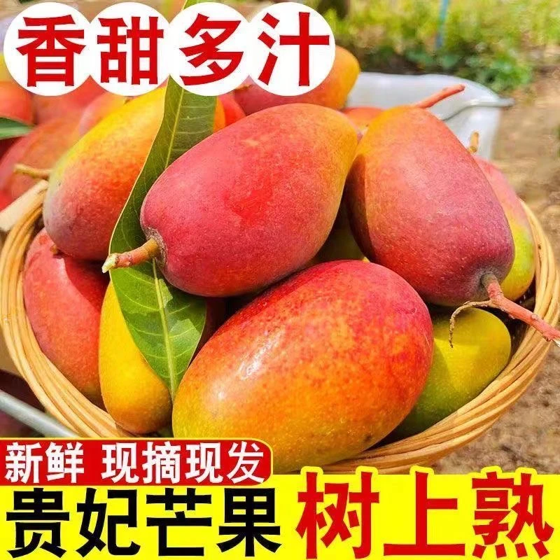 【彩箱】攀枝花贵妃芒芒果新鲜热带水果红金龙广甜心芒金煌芒凯特芒