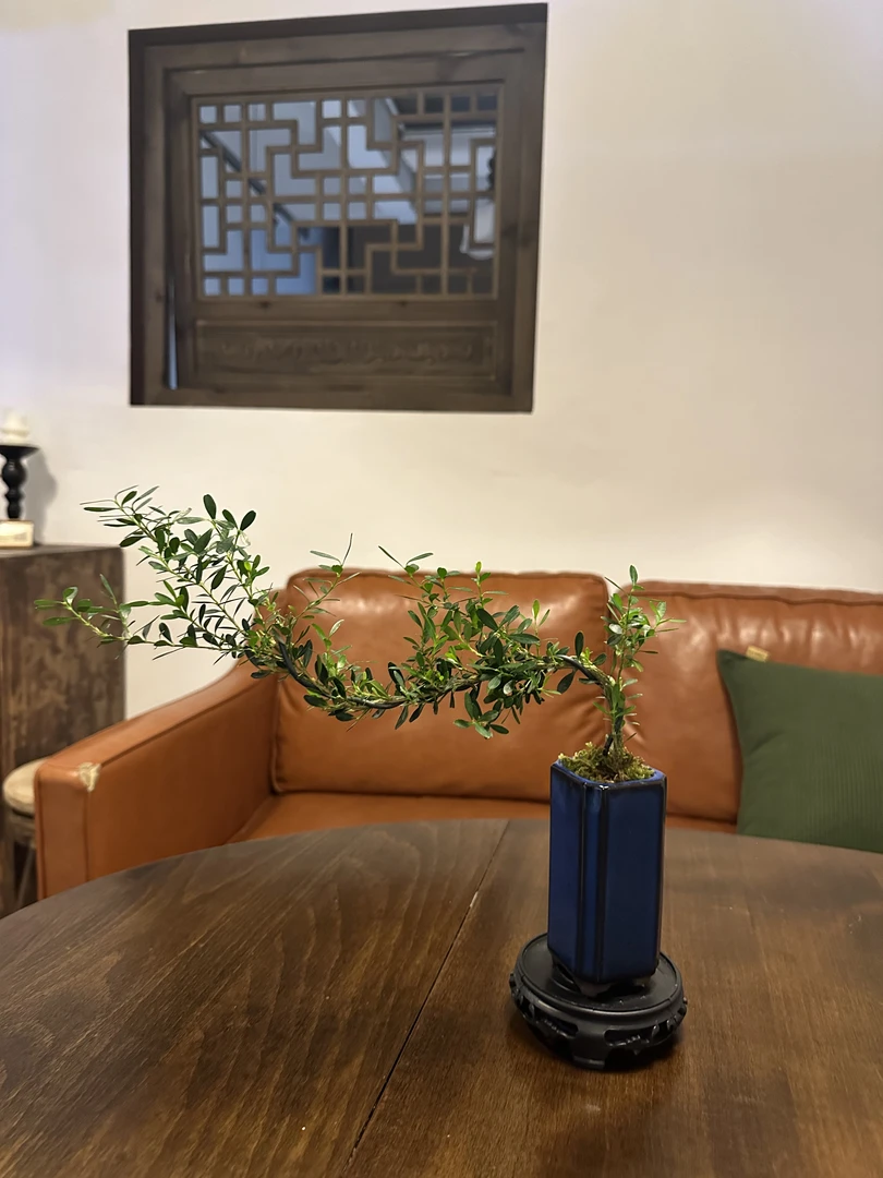 雀舌皱皮黄杨名贵盆景悬崖飘枝造型趣味绿植室内室外好养带盆底座