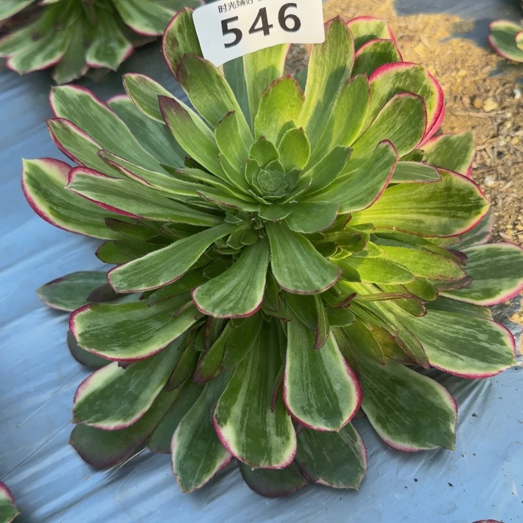 546水蜜桃。多肉植物