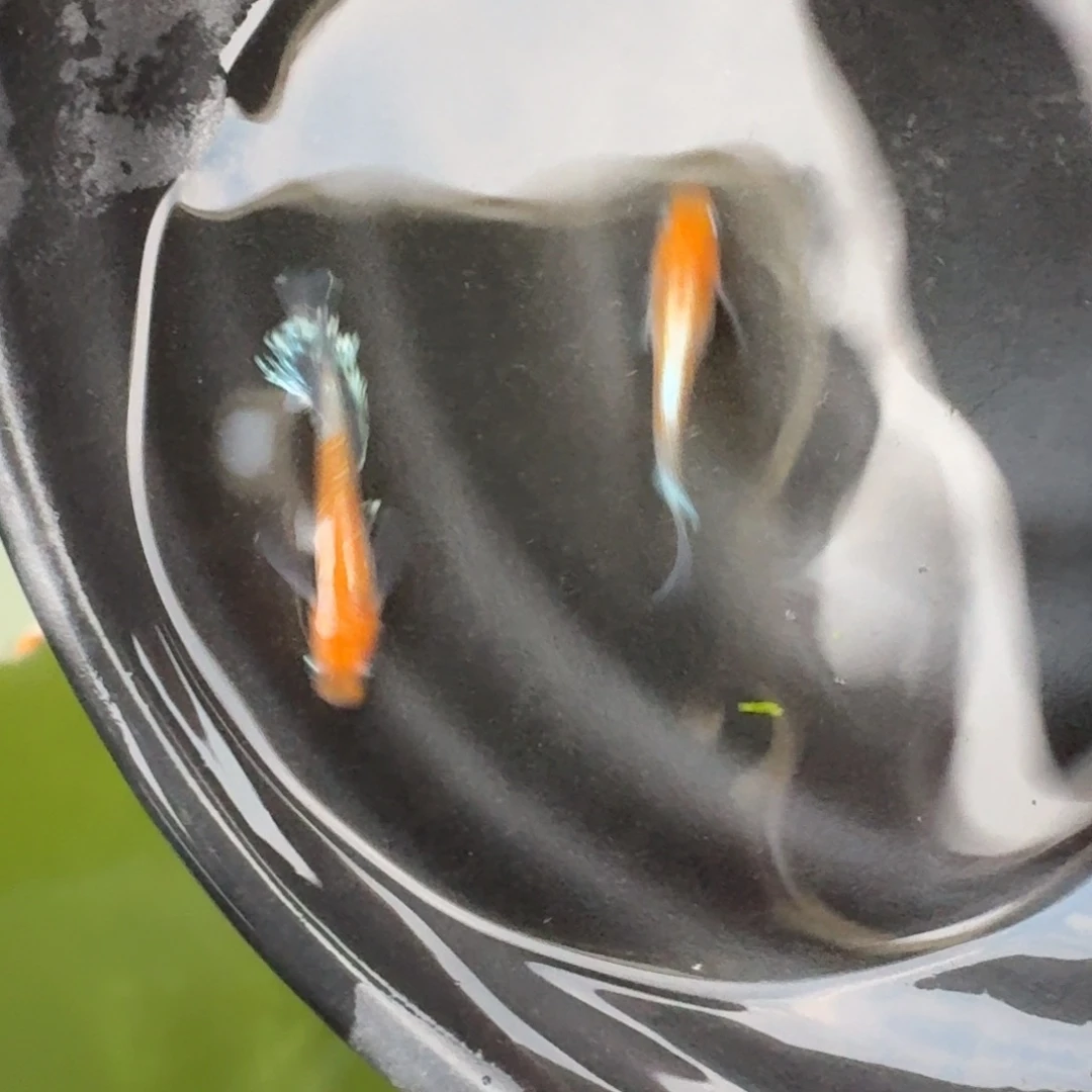 青鳉3号 真长地球眼赤壁一对