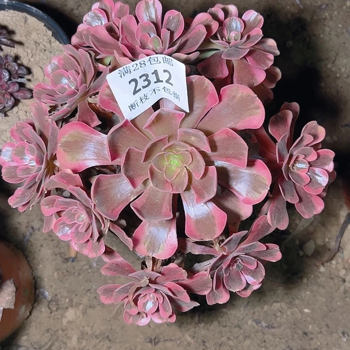 2312爱神多肉植物保护