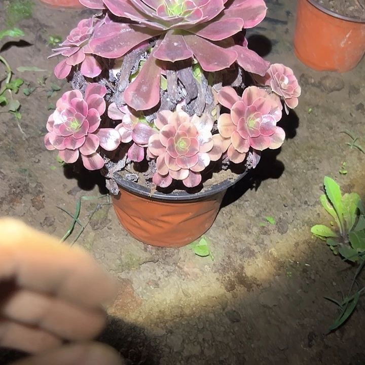 不售后法师一物一拍96