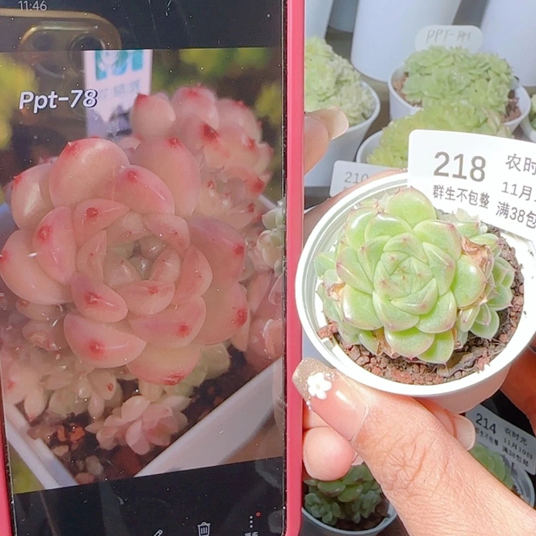 1119-218ppt-78麦杆