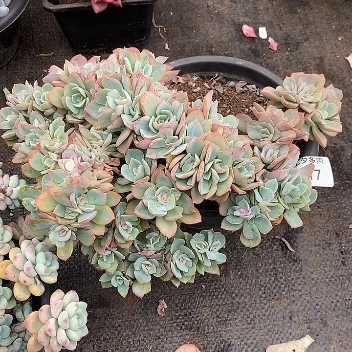 小七夕多肉雨后彩虹17