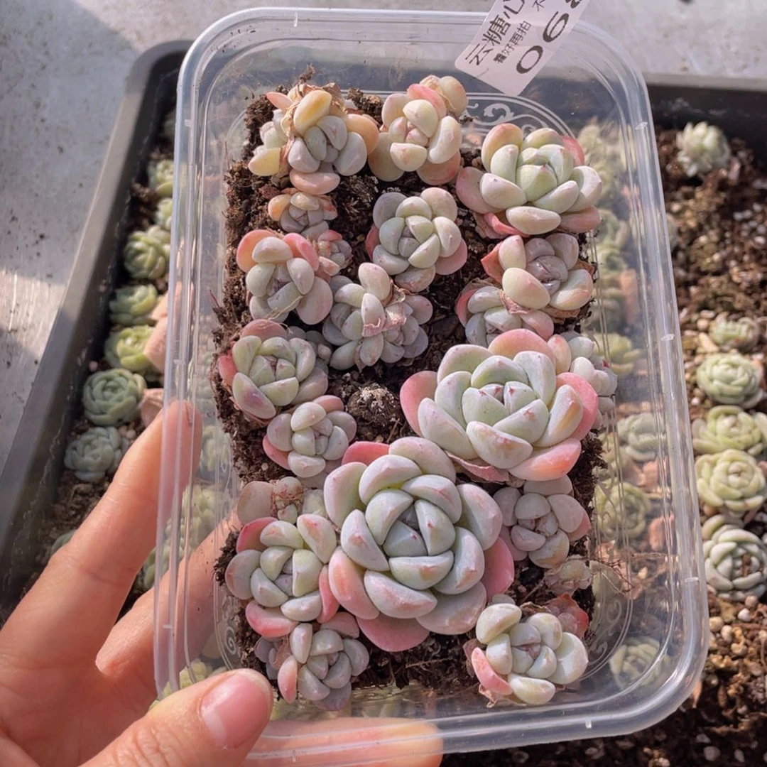 云糖心多肉植物068