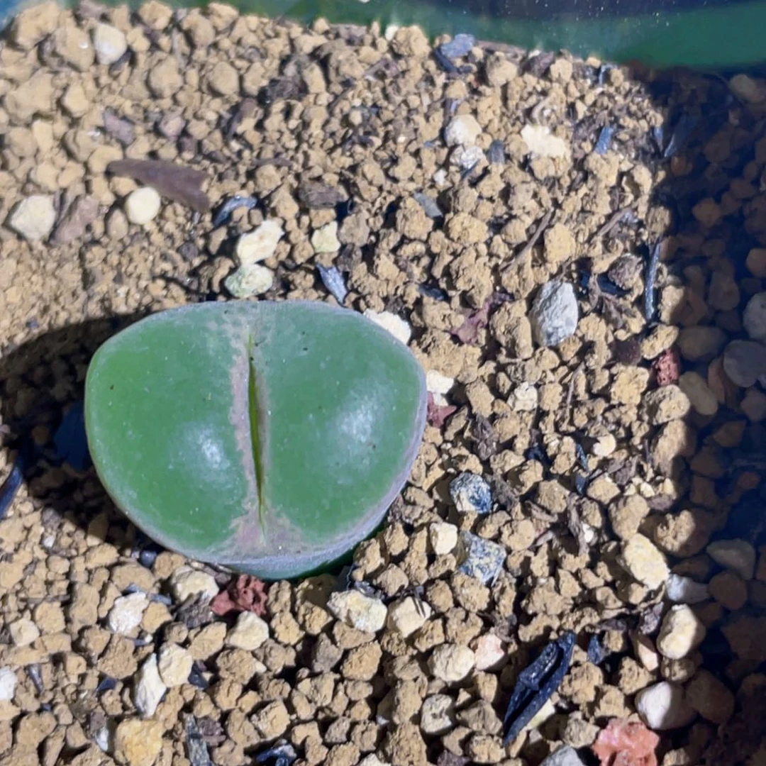 绿焰风铃植物一物一拍