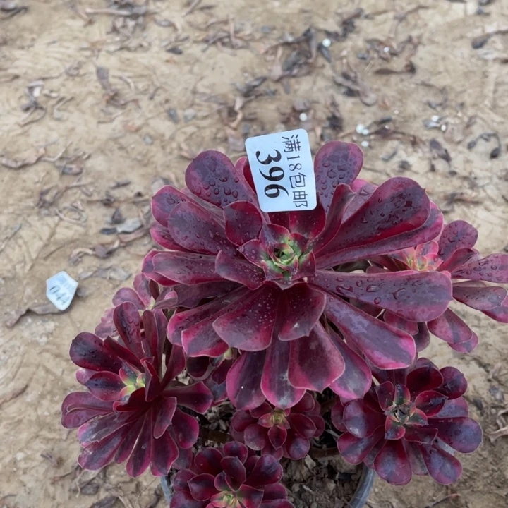 396美杜莎手捧1号棚