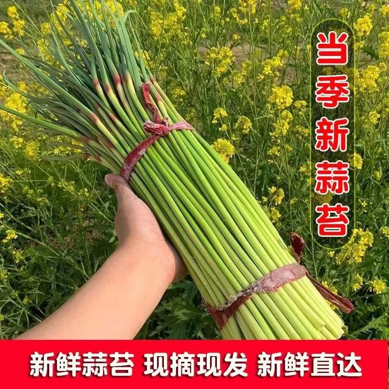 2025河南新鲜蒜苔新鲜红帽蒜苔产地现采现发新鲜蔬菜