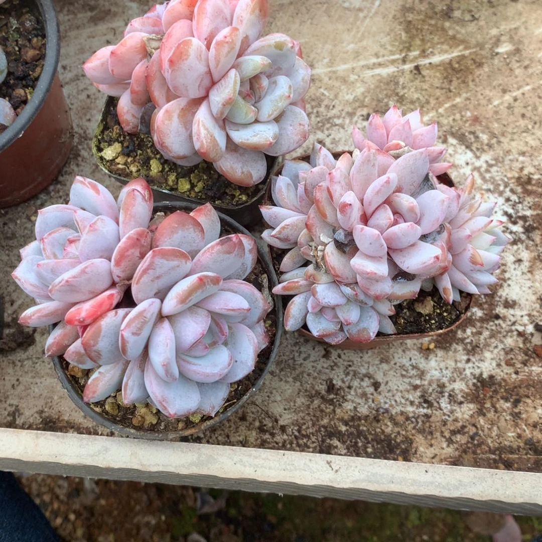 无花朵哈哈哈哈哈哈哈哈哈75