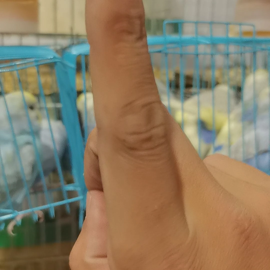 虎皮鹦鹉211福利运费168888