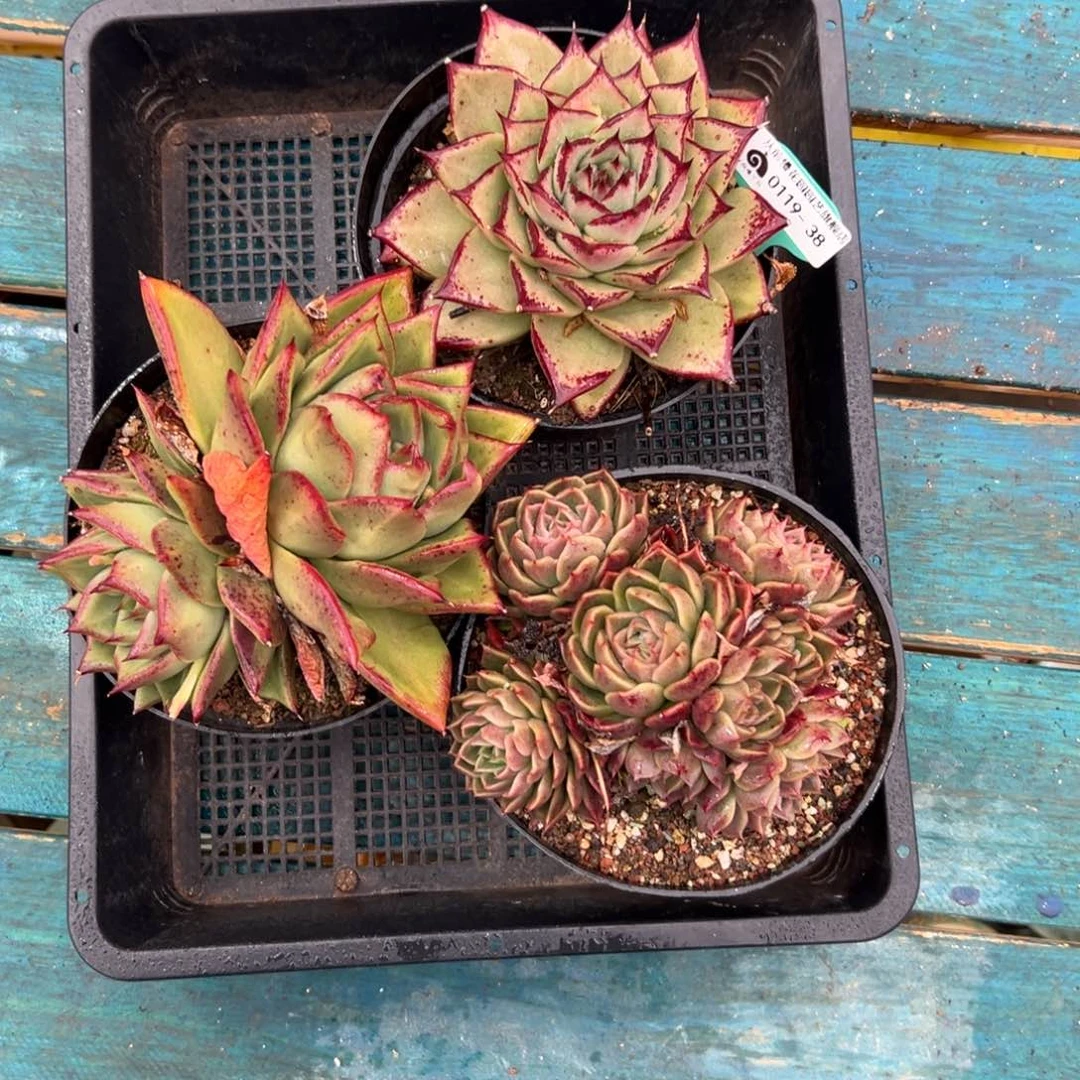 多肉一物一拍0119-38